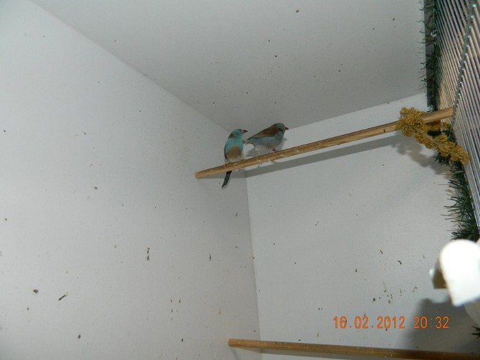 poze dec 2011-ian 2012 244