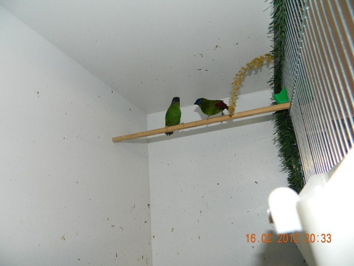 poze dec 2011-ian 2012 248