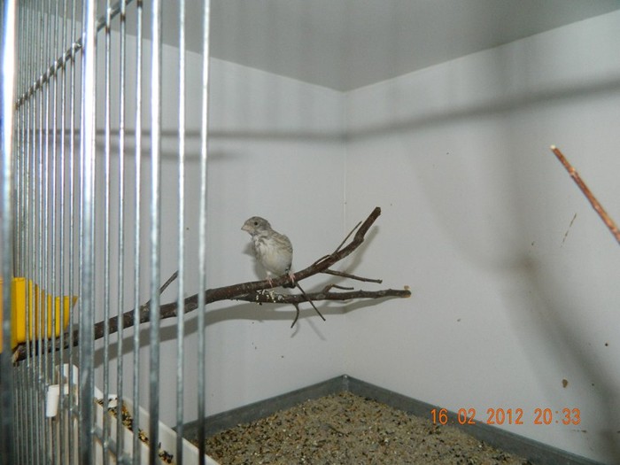 poze dec 2011-ian 2012 249 - Pasari exotice