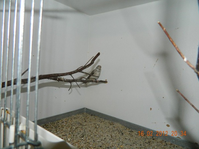 poze dec 2011-ian 2012 250 - Pasari exotice