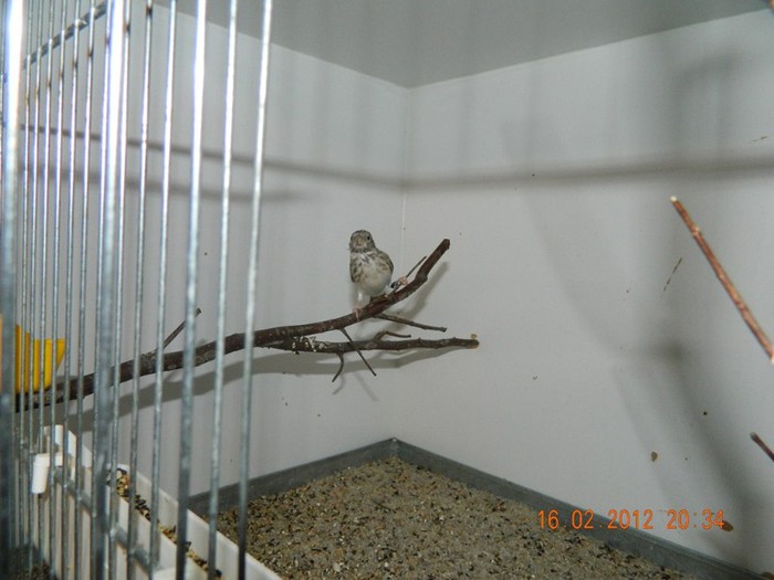 poze dec 2011-ian 2012 251 - Pasari exotice