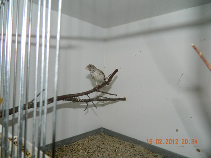 poze dec 2011-ian 2012 252 - Pasari exotice