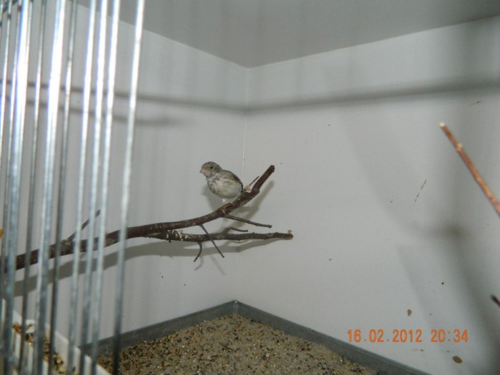 poze dec 2011-ian 2012 253 - Pasari exotice