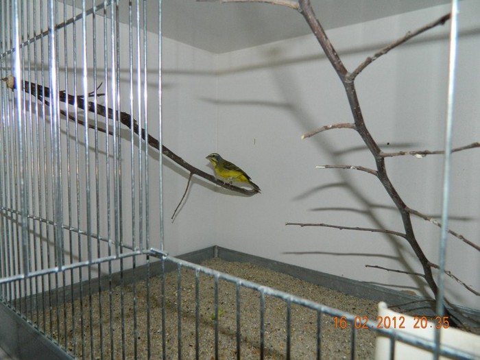 poze dec 2011-ian 2012 255