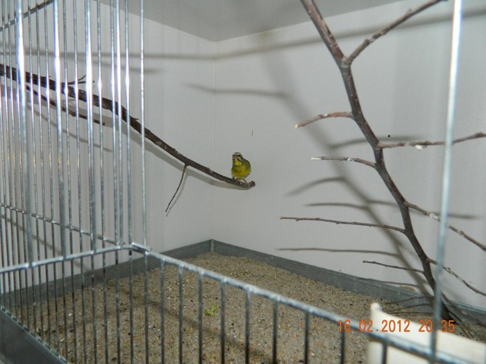 poze dec 2011-ian 2012 256