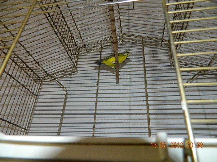 poze dec 2011-ian 2012 257