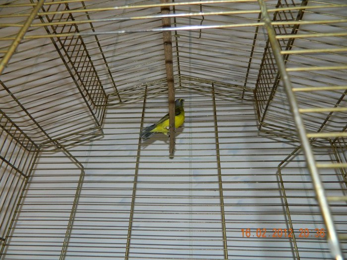 poze dec 2011-ian 2012 258 - Pasari exotice