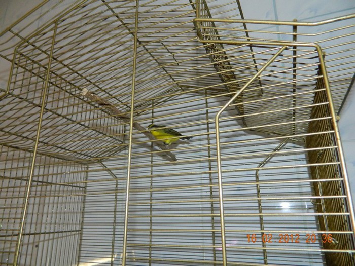 poze dec 2011-ian 2012 259