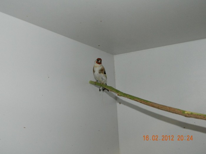 poze dec 2011-ian 2012 215