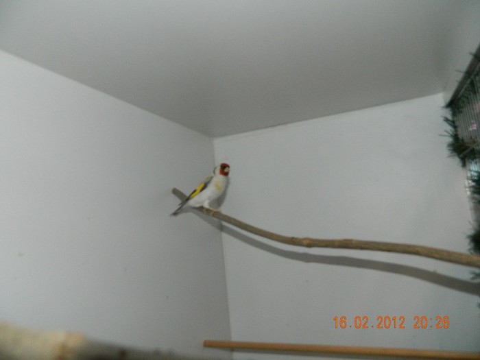 poze dec 2011-ian 2012 223 - Indigene si Hibrizi