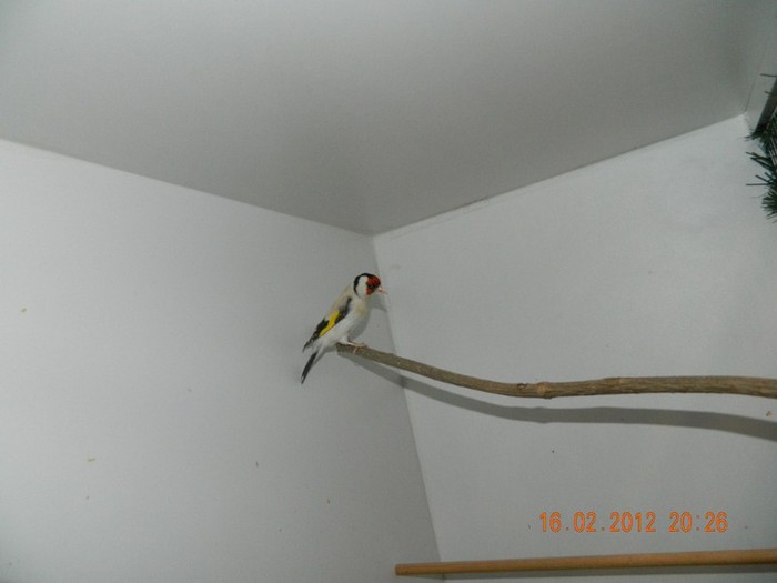 poze dec 2011-ian 2012 225