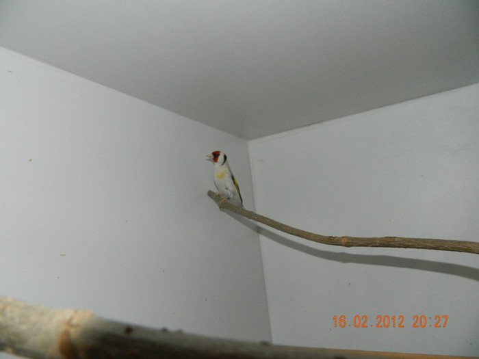 poze dec 2011-ian 2012 226 - Indigene si Hibrizi