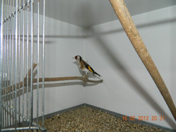 poze dec 2011-ian 2012 241