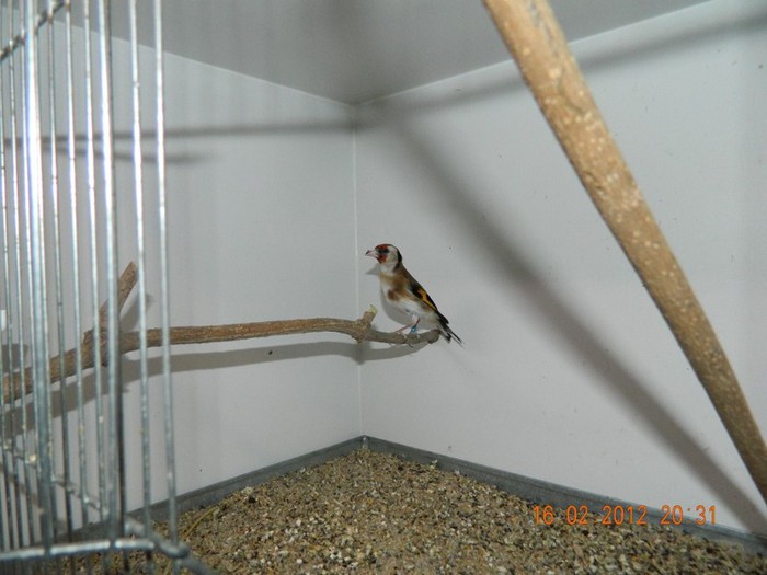 poze dec 2011-ian 2012 242