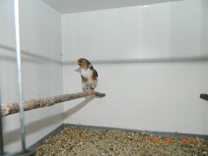 poze dec 2011-ian 2012 295