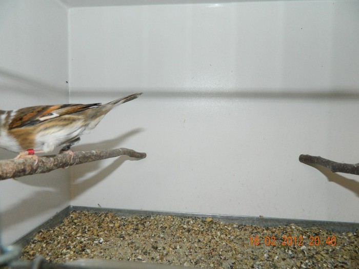 poze dec 2011-ian 2012 296