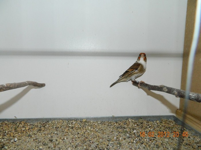 poze dec 2011-ian 2012 297