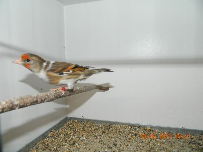 poze dec 2011-ian 2012 298