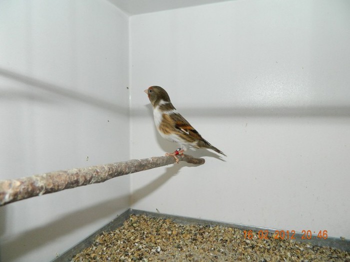 poze dec 2011-ian 2012 299