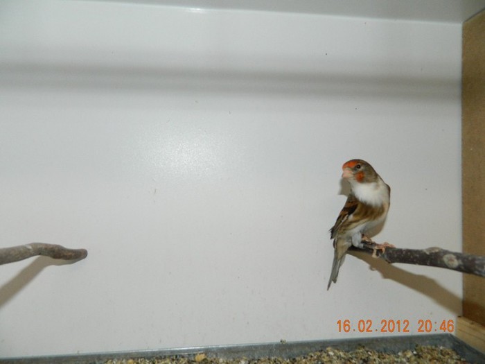 poze dec 2011-ian 2012 300