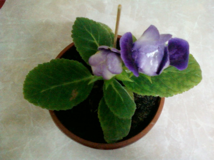 1 nov 2012-flori 029