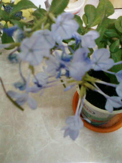 1 nov 2012-flori 035 - plumbago bleu