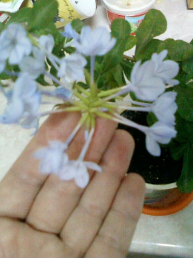 1 nov 2012-flori 037 - plumbago bleu