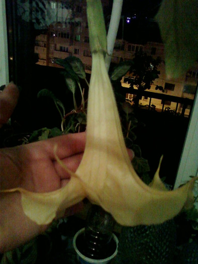 brugmansia galbena-norela :)