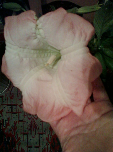 1 nov 2012-flori 025