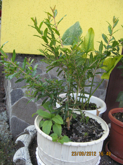 Un rodiu din saminta