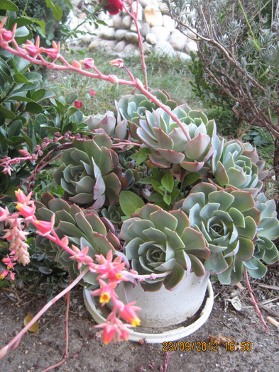 Sempervivum inflorit