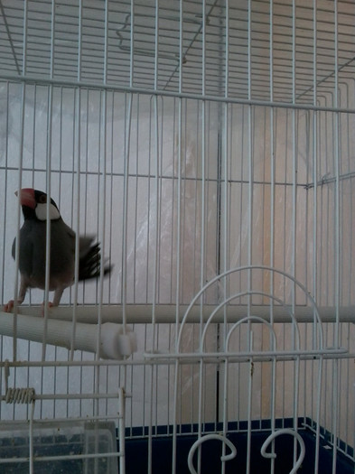 Photo0718; orezar mascul ....de la nea dan
