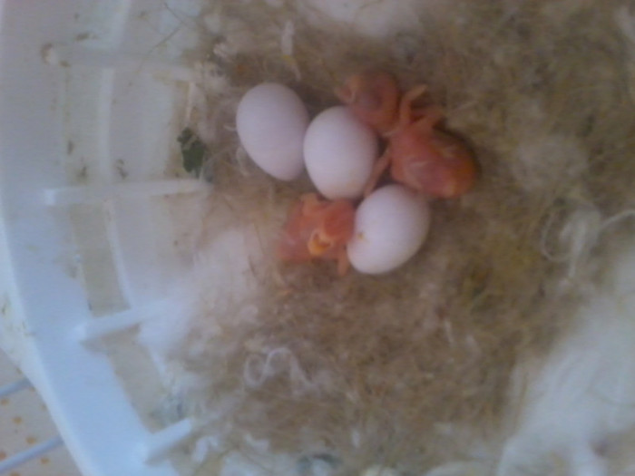 Photo0564; puii albi  mici de tot
