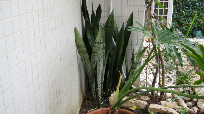 IMG_0667; sanseveria
