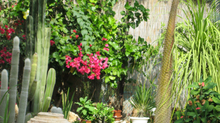 IMG_0669; un colt din gradina cu: cactusi, bougenvilia, platypodium, nolina si euphorbia
