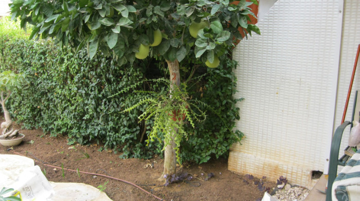 IMG_0678; copacul de pomello cu un cactus ephipit f. interesant
