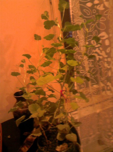 muscata regala