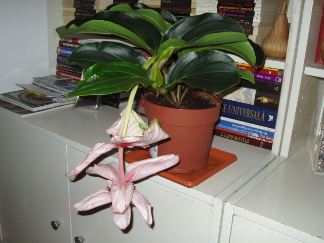 Medinilla ... - 00012 ACHIZITII 2012  2013  2014