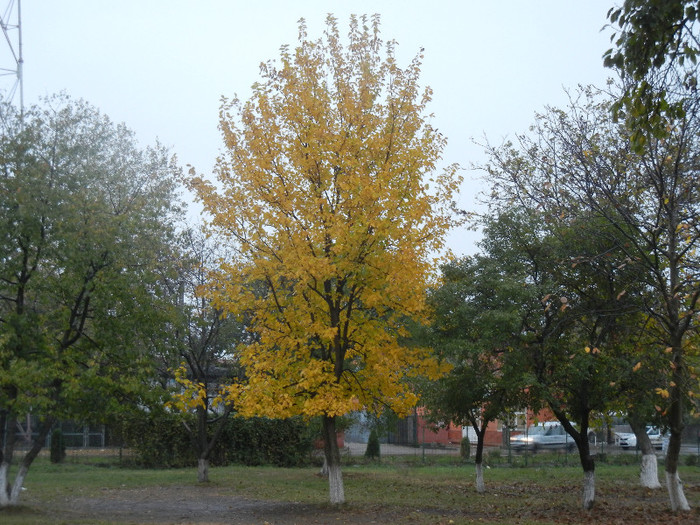 2012, November 01 - 03 AUTUMN Colors_Toamna