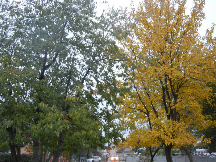 2012, November 01 - 03 AUTUMN Colors_Toamna