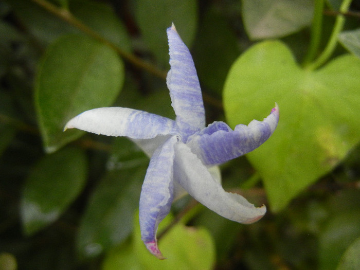 Ipomoea Flying Saucers (2012, Nov.02) - Flying Saucers