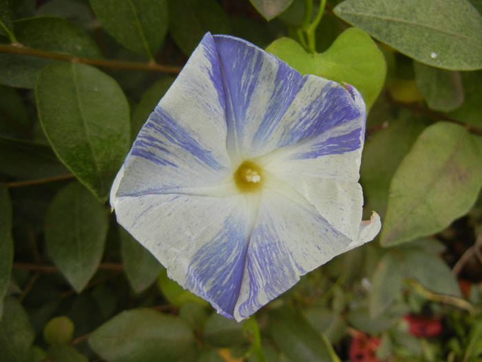 Ipomoea Flying Saucers (2012, Nov.02)