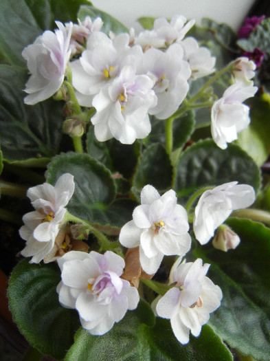 Semi-Double White Violet (2012, Nov.02)