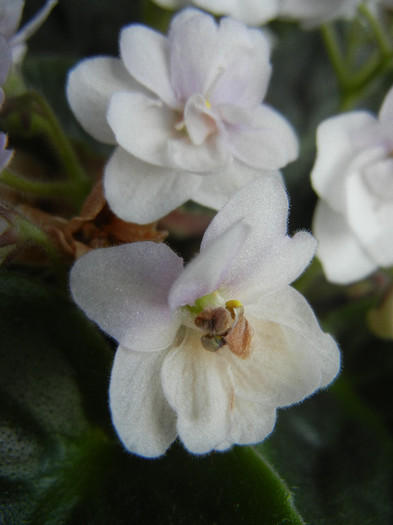 Semi-Double White Violet (2012, Nov.02)