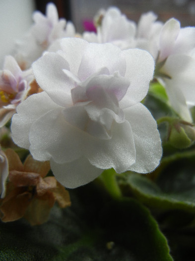 Semi-Double White Violet (2012, Nov.02) - Saintpaulia White Semi D