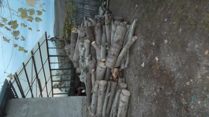 SAM_3251 - lemne pentru iarna