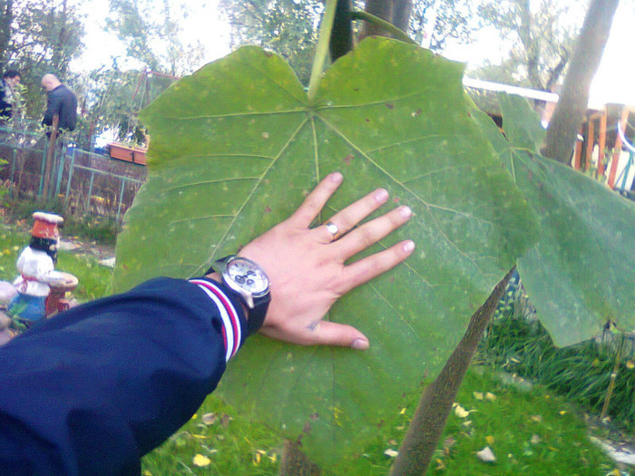 Frunza de Paulownia - b Paulownia tomentosa