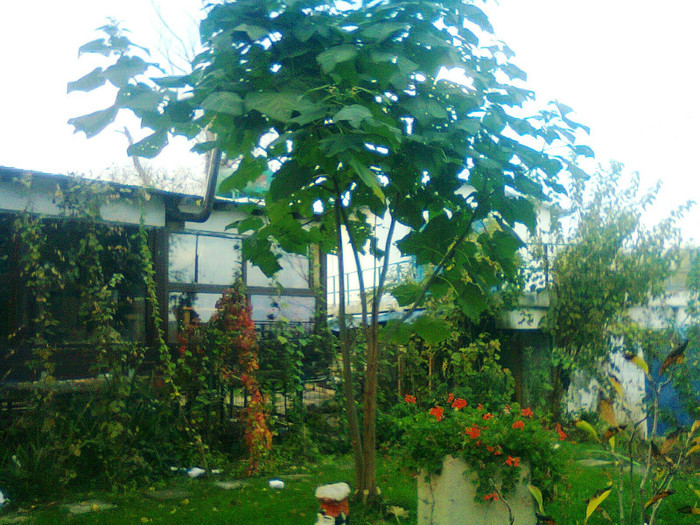 Paulownia foto de la 7-10 metri