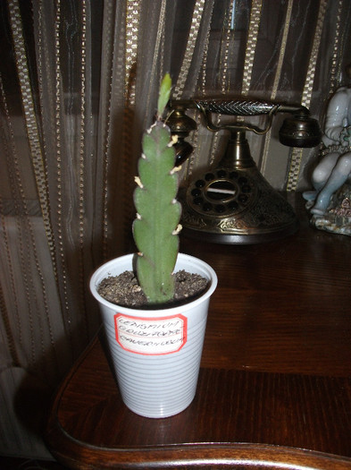 LEPISMIUM CRUZIFORME CAVERNOSUM - Suculente si cactusi