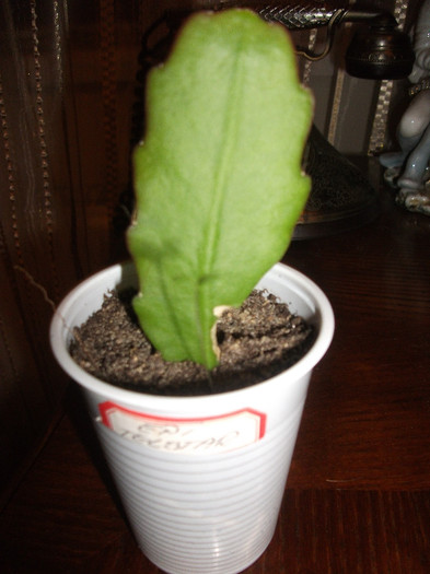 EPI TELSTAR - Suculente si cactusi